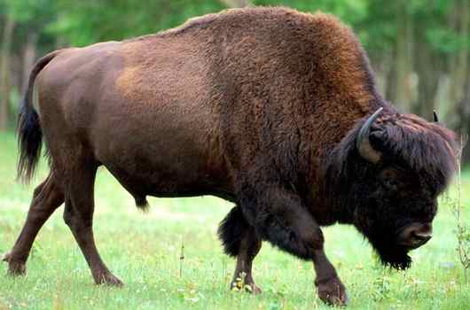 bison