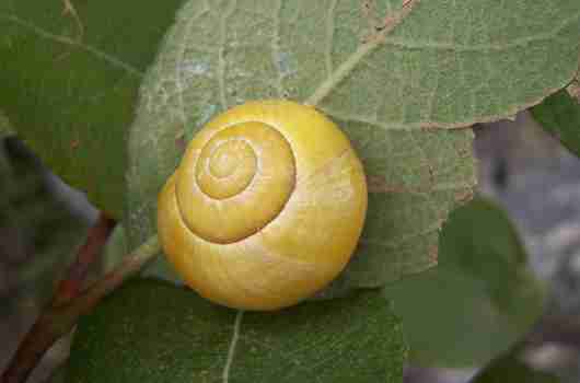 coquille d'escargot jaune