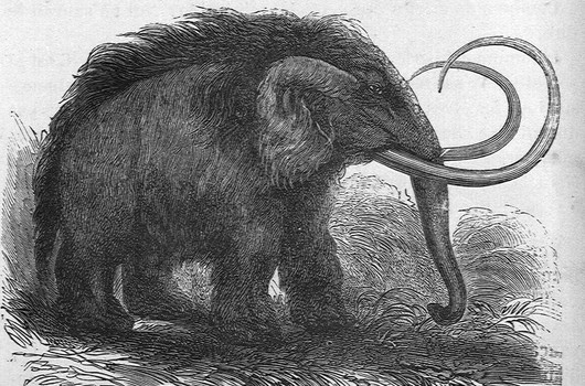 Mammouth (Elephas primigenius)/ Hildibrand.   Extrait de : " L'homme primitif." / Louis Figuier. 1876. Fig. 12.