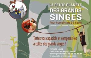 grands singes jeunesse