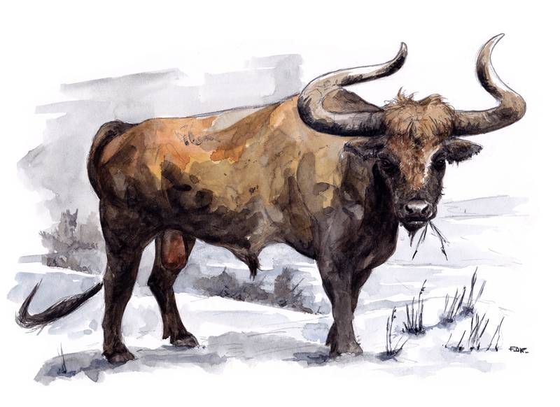 aurochs